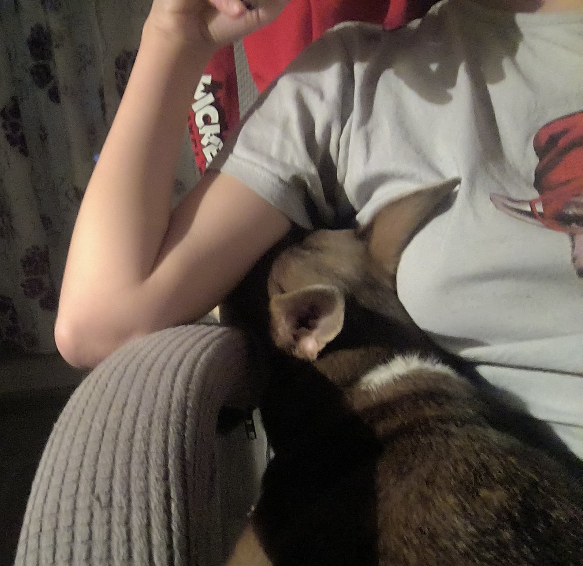 Обиделась, что запретили гонять кота. Залезла в подмышку и сидит дуется