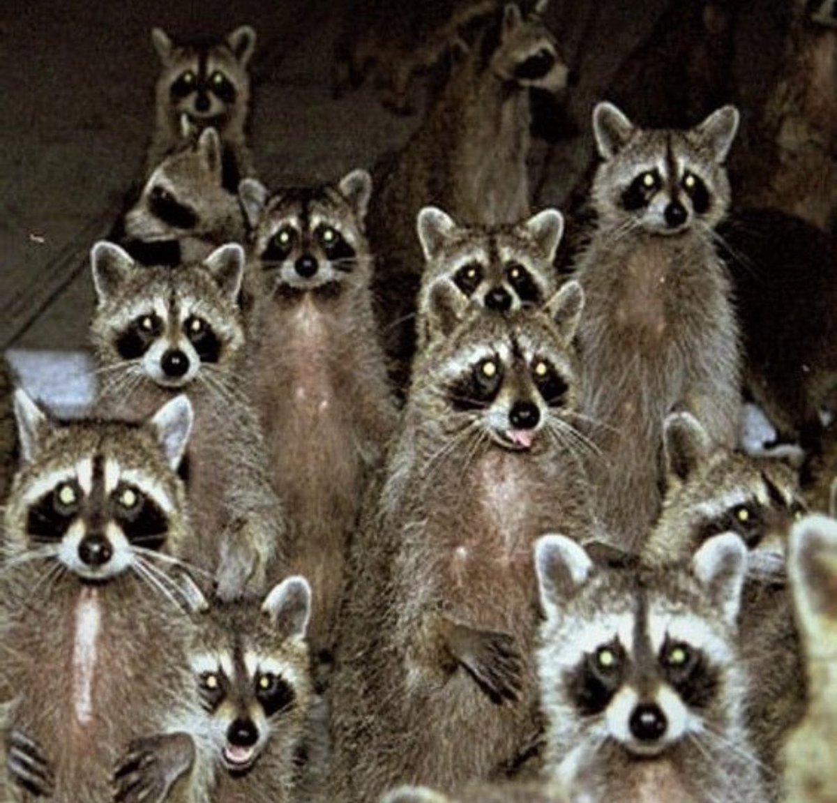 Game day! Raccoons Unite!!!!!