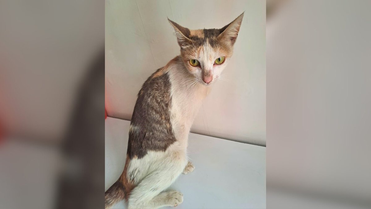 Network4Animals's tweet photo. Found suffering on $Nairobi's streets, Meribella & 2 of her kittens are safe at our partner, the #NFS. But with NFS facing eviction, this safety may not last much longer. PLEASE help us save Meribella & 600 other rescued cats before itβs too late: https://t.co/9Rj34g2PZo
#NFACats https://t.co/ocZukjpmgG