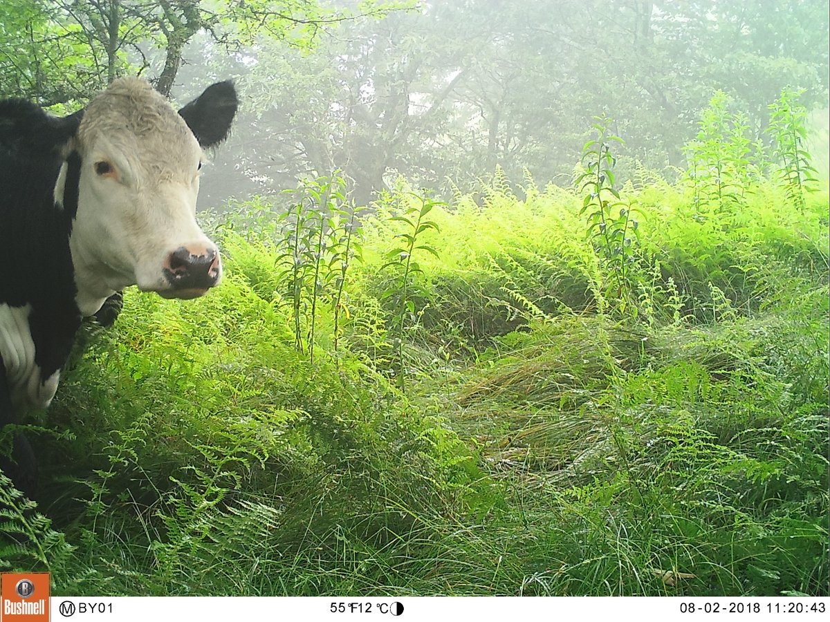 trailcam (@trail_cams) on Twitter photo 