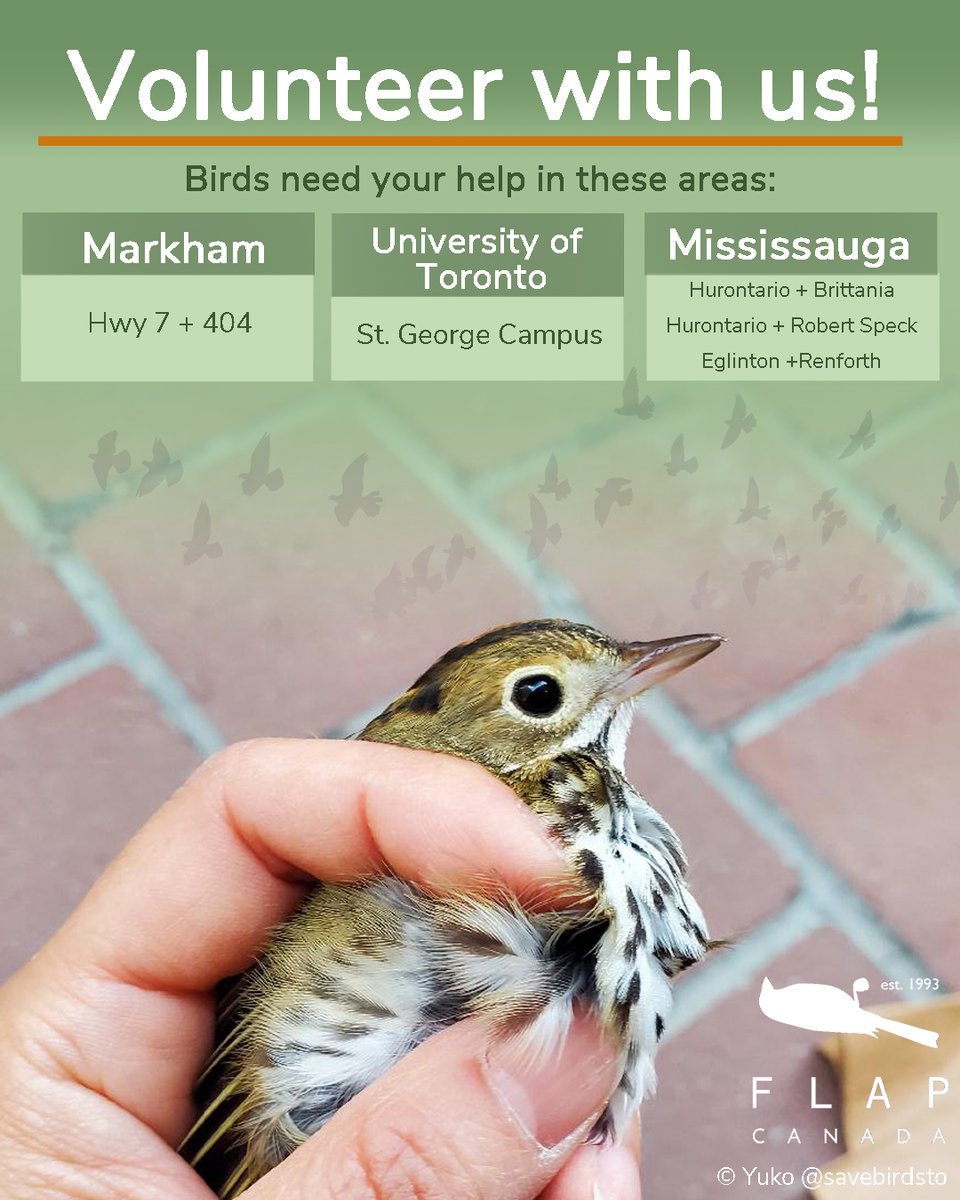 Spring Migration is just around the corner, and we are gearing up to begin patrolling buildings looking for birds. 

If you would like to make a difference for migratory birds this spring, consider becoming a bird rescue volunteer! 

flap.org/volunteer-for-…