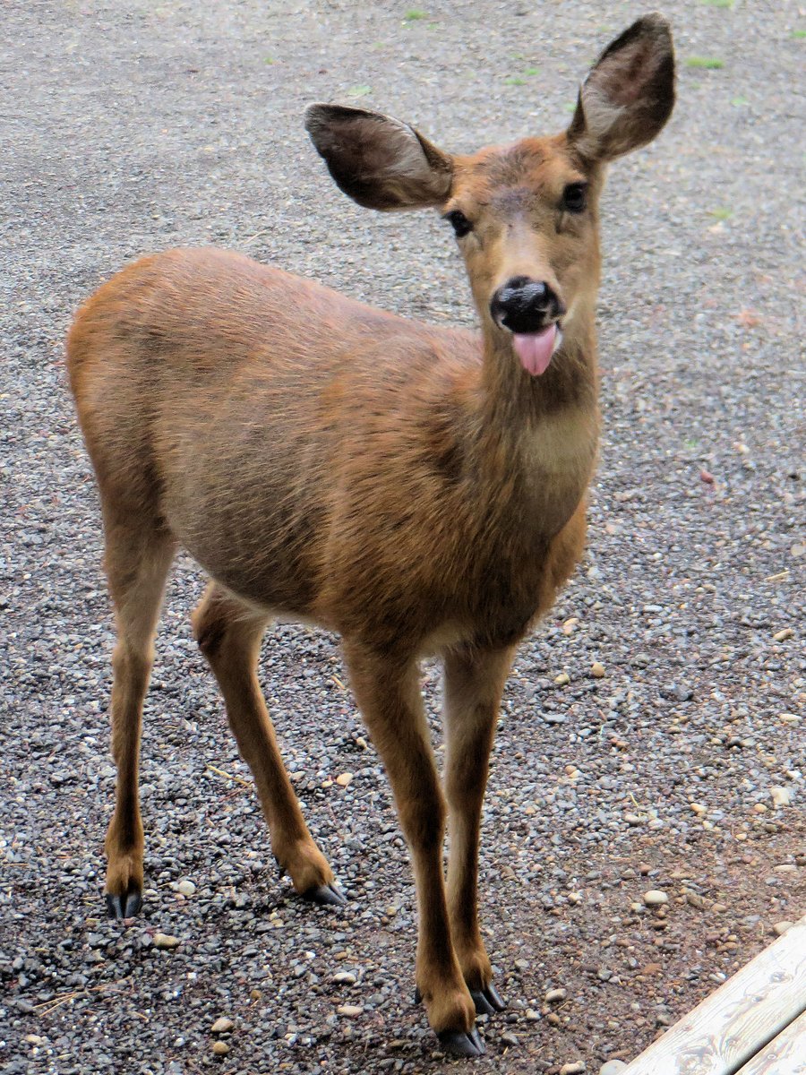 🦌😝Gm😝🦌

" A deer teaches us that sometimes the best way forward is with quiet confidence. " 

 #MrsNftSizzlePhotography