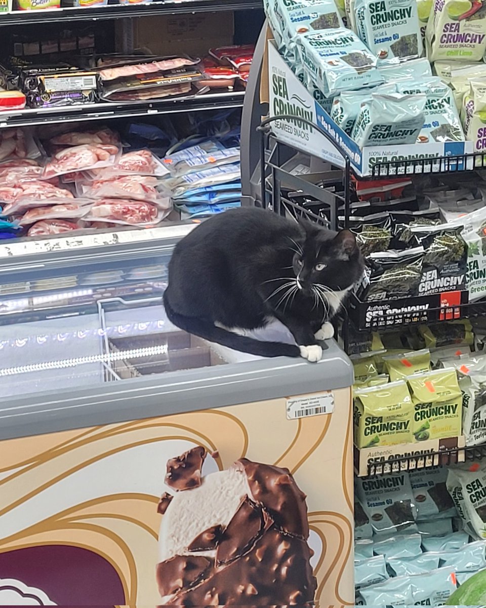 store cat so cute 
imagine if i wanted an ice cream?
it's so small and so cute 
bye cat bye bye 👋