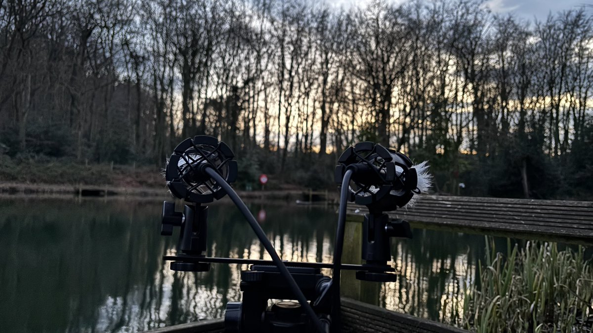 AdamBrownSD's tweet image. Just got another pluggy em272 so went to my local woods as the sun was setting to get some stereo recordings!