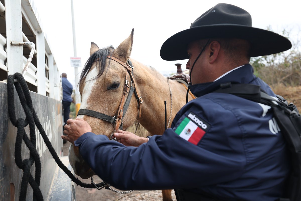 POLICÍA MONTADA 
También cuidamos a nuestros cuacos, porque ellos son parte fundamental de nuestra labor.
¡Excelente jueves!