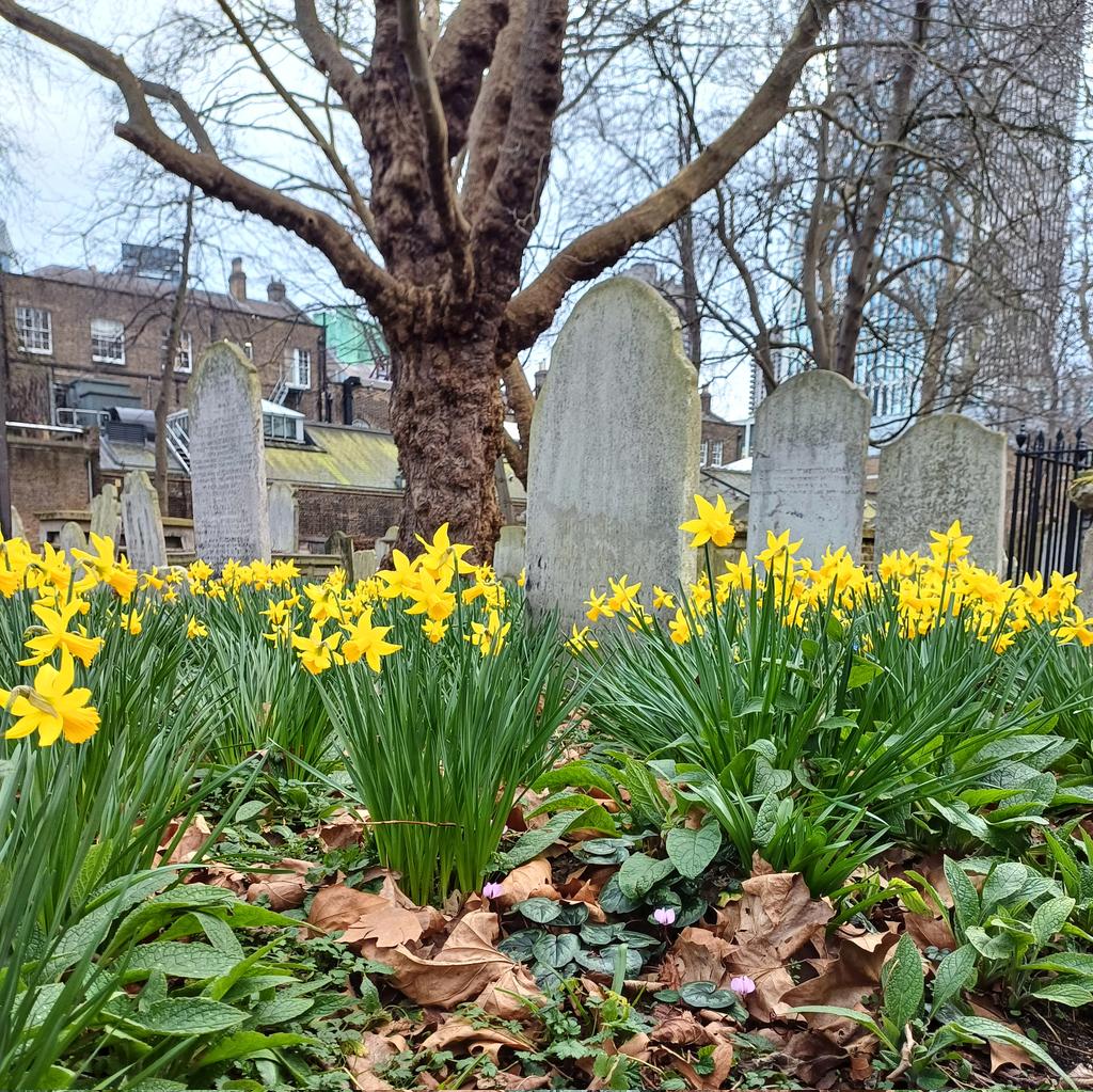 LondonOnGround's tweet photo. Blooms and tombs.
Over 120,000 people were buried in Bunhill Fields, London's nonconformist graveyard, between 1665 and 1854. It is in Islington, but maintained by the City of London.
#bunhillfields #bunhill #Islington #cityoflondon #nonconformist #spring #springflowers https://t.co/Exly23h7MT
