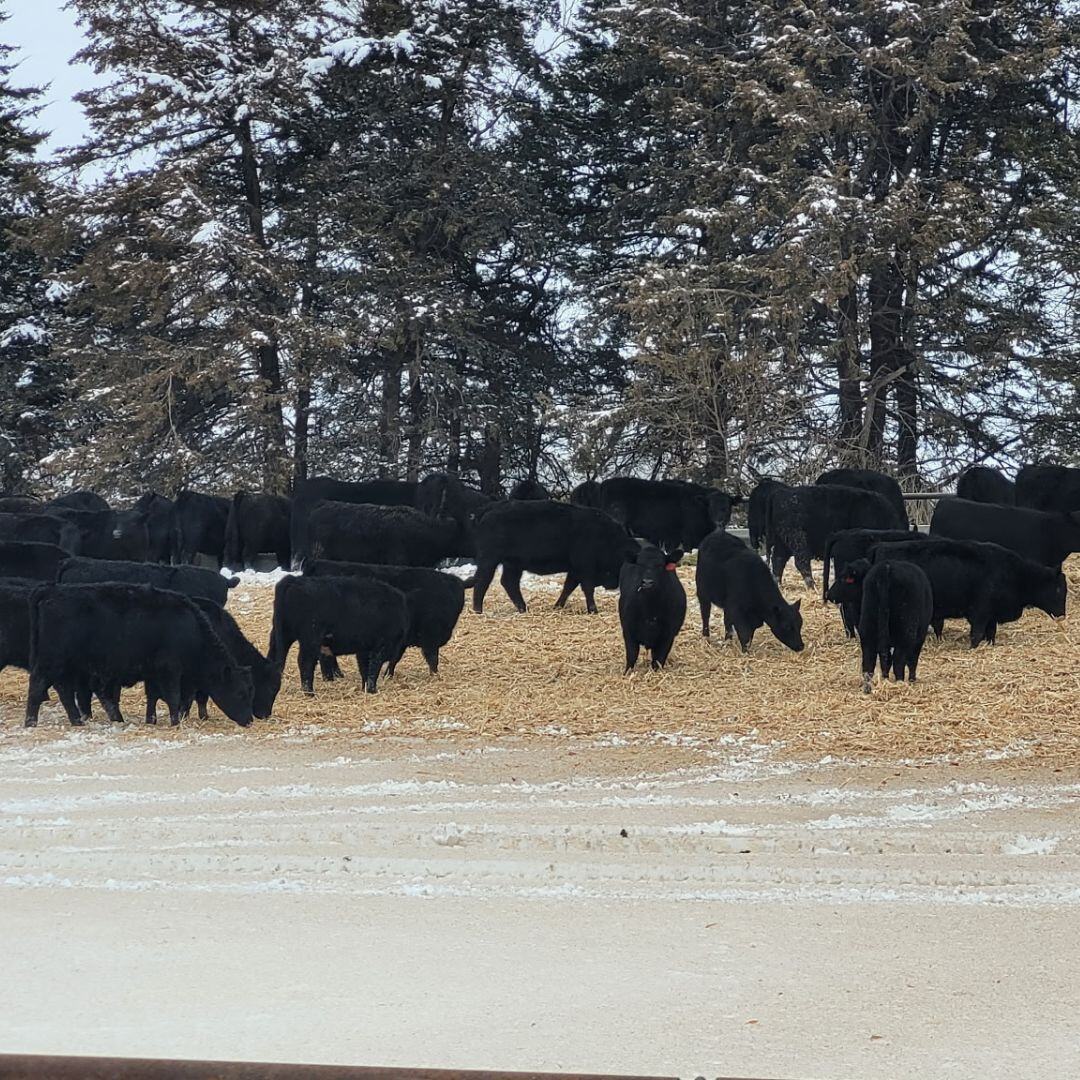 Meet Torie, our Friday Snapchat takeover host this week! 

Torie, her husband Paul and two children Jack and Trent reside in Dodge, Nebraska. They run an 1,800 head feedlot and farm 1,200 acres of corn, soybeans and alfalfa.  

Paul started his cattle feeding operation in 2014,
