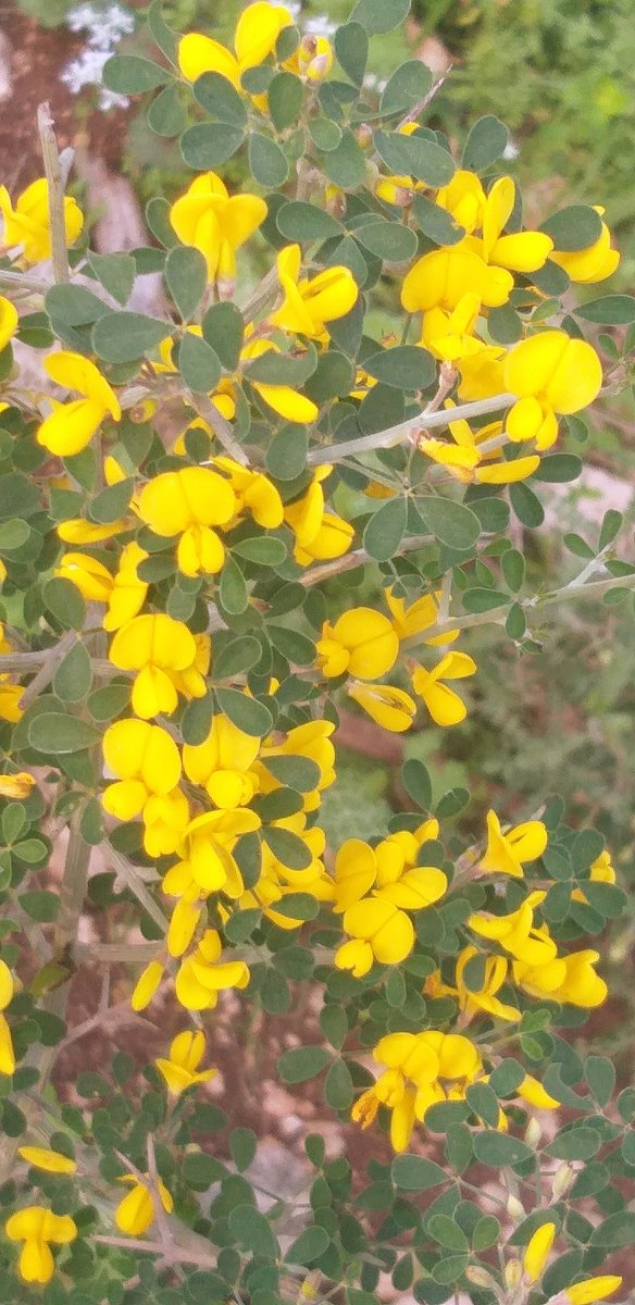 #photography #NaturePhotography #forest #plants #flowers #Calicotome #Anemones #sunset #March
