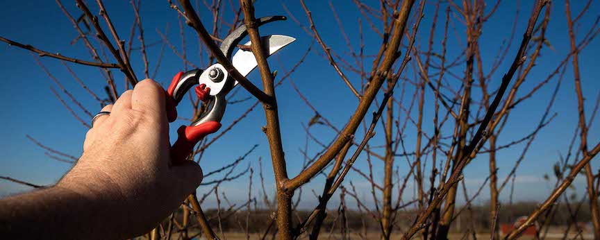 Doug Oster (@dougoster1) on Twitter photo Everything you need to know about spring pruning is covered in this week's Talking Trees podcast from <a href="/DaveyTree/">Davey Tree Expert Co</a>. Learn what to prune, where to prune and what should not be pruned this time of the year.
Listen here- …kingtreeswithdaveytree.buzzsprout.com Everything you need to know about spring pruning is covered in this week's Talking Trees podcast from <a href="/DaveyTree/">Davey Tree Expert Co</a>. Learn what to prune, where to prune and what should not be pruned this time of the year.
Listen here- …kingtreeswithdaveytree.buzzsprout.com