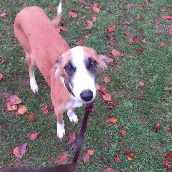 millypod1's tweet photo. ๐6 MAR 2025 #Lost ANNIE #ScanMe #Tagged
Brown & White Lurcher Female
PLEASE DO NOT CHASE.
#RodboroughCommon #Rodborough #Gloucestershire #GL5 https://t.co/jBGAyBfqA3 https://t.co/lOaDAukn2O