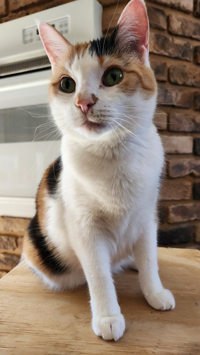 Tato is ready for our upcoming baking stream!*

Thank you SO MUCH to those who have already donated - our goal is 41% complete!!

(* There will be no baked potato)