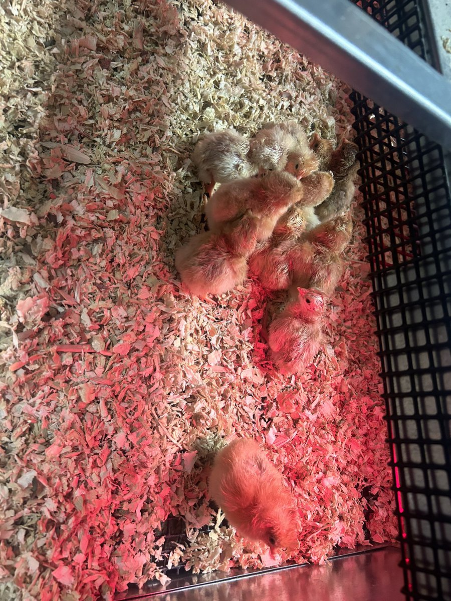 Large Animal Science officially had some of our babies hatch yesterday and today! 

We are so “egg”cited!

<a href="/RiverdaleHighTN/">Riverdale HS</a> <a href="/RuCoCTE/">RuCo CTE</a>