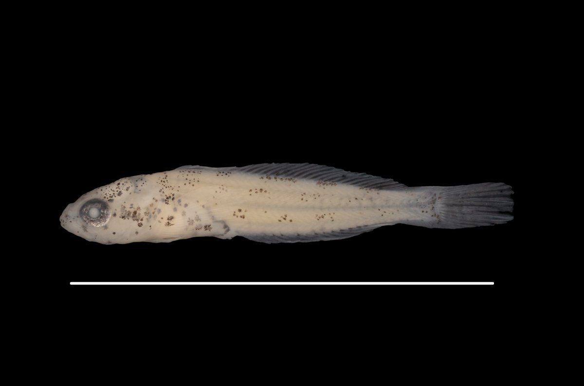 IchsAndHerps's tweet image. First Documentation of Pelagic Larvae of Prickly Sculpin in Willamette Basin Reservoirs Using a Novel Light Trapping Method by @ReservoirWebs, Cortés, Pollock, Gerth, @Timaukel, and Konstantinidis

@osufwcs @USGSCoopUnits

OPEN ACCESS DOI link: doi.org/10.1643/i20240…