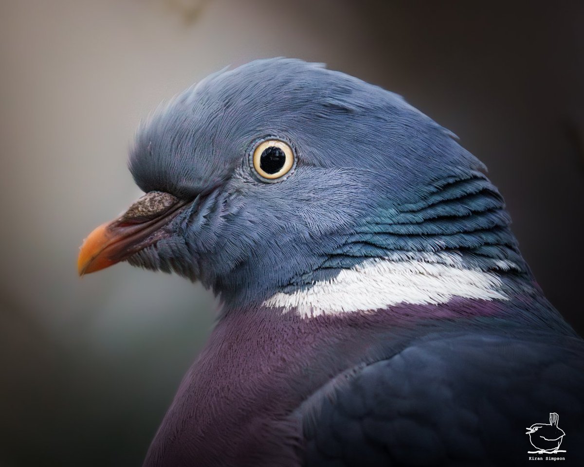 Kiran Simpson (@kiransimpson) on Twitter photo Pigeons blend into the background of our daily lives, yet theyβre always there; perched on rooftops, strutting through streets, or soaring overhead, eager for their next snack π Overlooked beauties!! π Pigeons blend into the background of our daily lives, yet theyβre always there; perched on rooftops, strutting through streets, or soaring overhead, eager for their next snack π Overlooked beauties!! π
