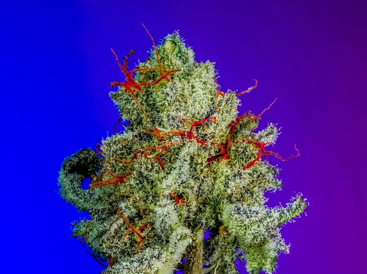 Sour Bubble Tape S1 

Get ready for a flavor explosion like no other—Sour Bubble Tape is here to dominate. This potent indica-dominant hybrid fuses the legendary diesel power of Sour Diesel, the sweet nostalgia of Bubblegum, and the earthy gas intensity of OG Kush 🥶