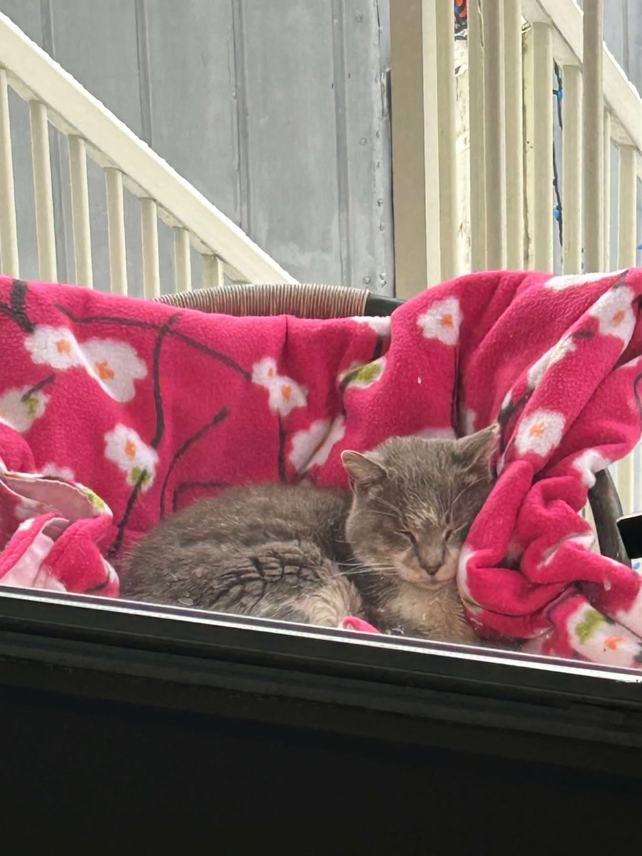 Montreal Animal Rescue Network- no kill 🐈 shelter tweet media