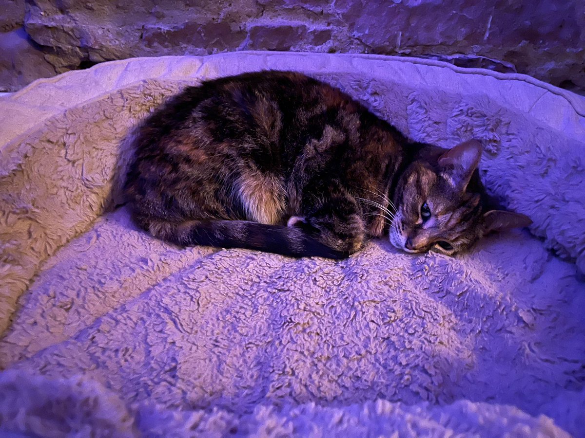 I thought I better keep guard while Mindy slept ❤️ #CatsAreFamily #rescuedog #dogs #CatsOnTwitter