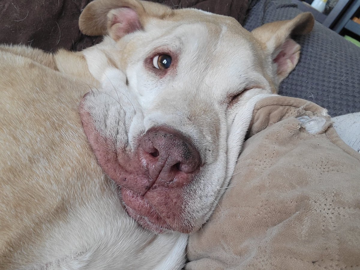 HumaneAlamance's tweet image. We're not fond of this crazy wind either, Daisy, but we sure are fond of your super squishy, adorable, couch potato face...

#rescuedog #adoptdontshop #rescue #foster #savealife #humanealamance #burlingtonnc #adopted