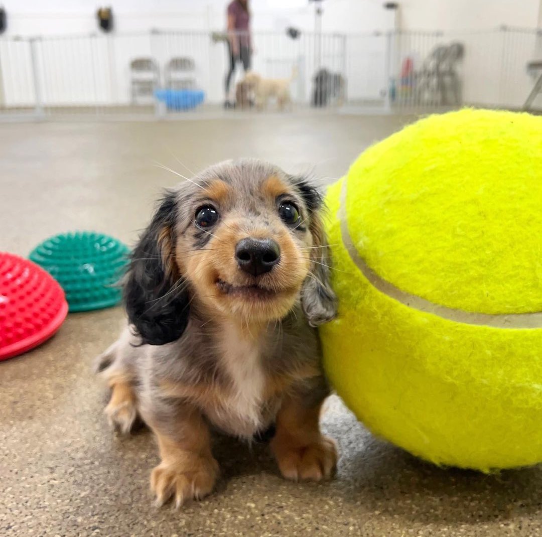 This is Leo. And that’s a regular-sized tennis ball. He’d like to know when he’ll be big enough to catch it. 12/10 soon, buddy