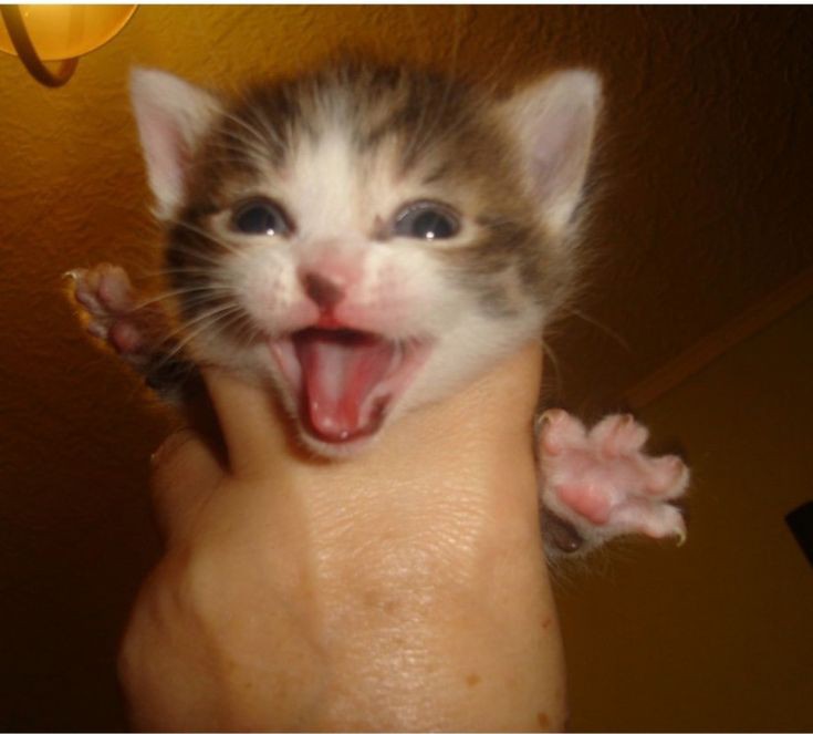 — когда я вырасту, то стану как папа