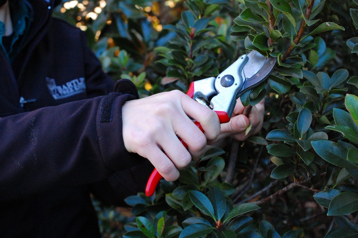 Valent BioSciences Forest Health (@vbcforesthealth) on Twitter photo Winter is the perfect time for tree pruning! With insects and diseases dormant, fresh cuts are less vulnerable. Learn more about proper pruning from <a href="/BartlettTreeExp/">BartlettTreeExperts</a>
bartlett.com/blog/winter-tr….
#foresthealth #forestry #treepruning Winter is the perfect time for tree pruning! With insects and diseases dormant, fresh cuts are less vulnerable. Learn more about proper pruning from <a href="/BartlettTreeExp/">BartlettTreeExperts</a>
bartlett.com/blog/winter-tr….
#foresthealth #forestry #treepruning