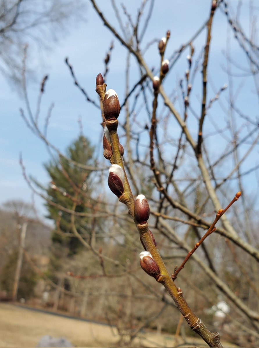 Melissa A. McLaughlin tweet media