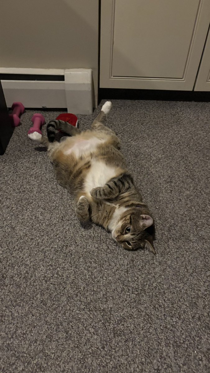 Mimi decides to being cute and relax this evening

Please don’t forget to stretch too 

#SchnauzerGang 
#Cat