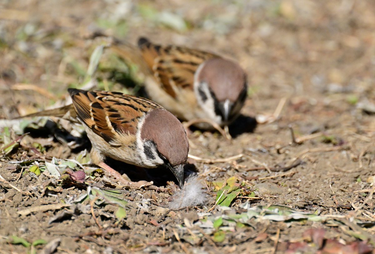 綿毛を拾ったのを後方から狙っている。