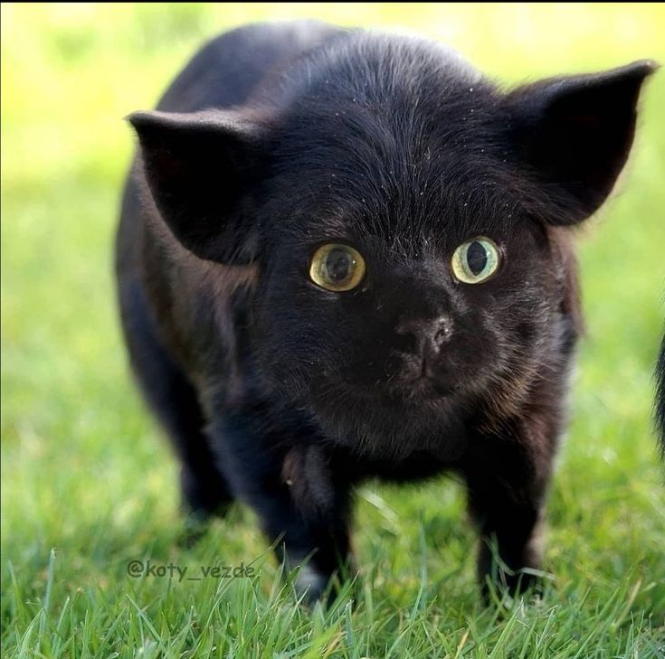 Delta6870 tweet media