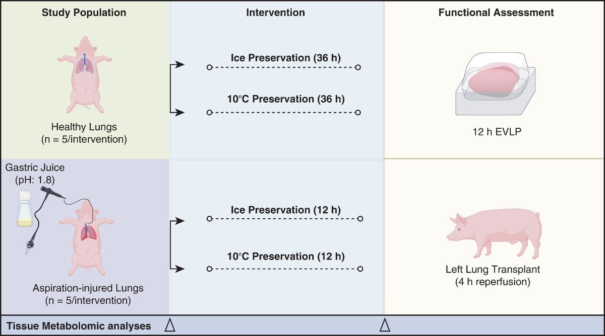 AATS (@aatshq) on Twitter photo Open Access #thoracic research in #JTCVS: Metabolomic studies reveal an organ-protective hibernation state in donor lungs preserved at 10 °C from Aizhou Wang, <a href="/MarceloCypel/">Marcelo Cypel</a> et al at <a href="/UHN_Surgery/">UHN Sprott Department of Surgery</a> <a href="/UofTSurgery/">U of T Department of Surgery</a>. Read for free: doi.org/10.1016/j.jtcv… Open Access #thoracic research in #JTCVS: Metabolomic studies reveal an organ-protective hibernation state in donor lungs preserved at 10 °C from Aizhou Wang, <a href="/MarceloCypel/">Marcelo Cypel</a> et al at <a href="/UHN_Surgery/">UHN Sprott Department of Surgery</a> <a href="/UofTSurgery/">U of T Department of Surgery</a>. Read for free: doi.org/10.1016/j.jtcv…