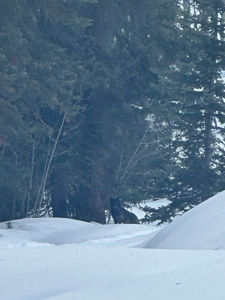 Chris Rourke (@c_rourke7) on Twitter photo Wolf spotted northeast of Gunnison. A reminder, Prop. 114 didn't even pass in blue Gunnison County. They didn't ask for this.
#copolitics <a href="/GovofCO/">Governor Jared Polis</a> Wolf spotted northeast of Gunnison. A reminder, Prop. 114 didn't even pass in blue Gunnison County. They didn't ask for this.
#copolitics <a href="/GovofCO/">Governor Jared Polis</a>