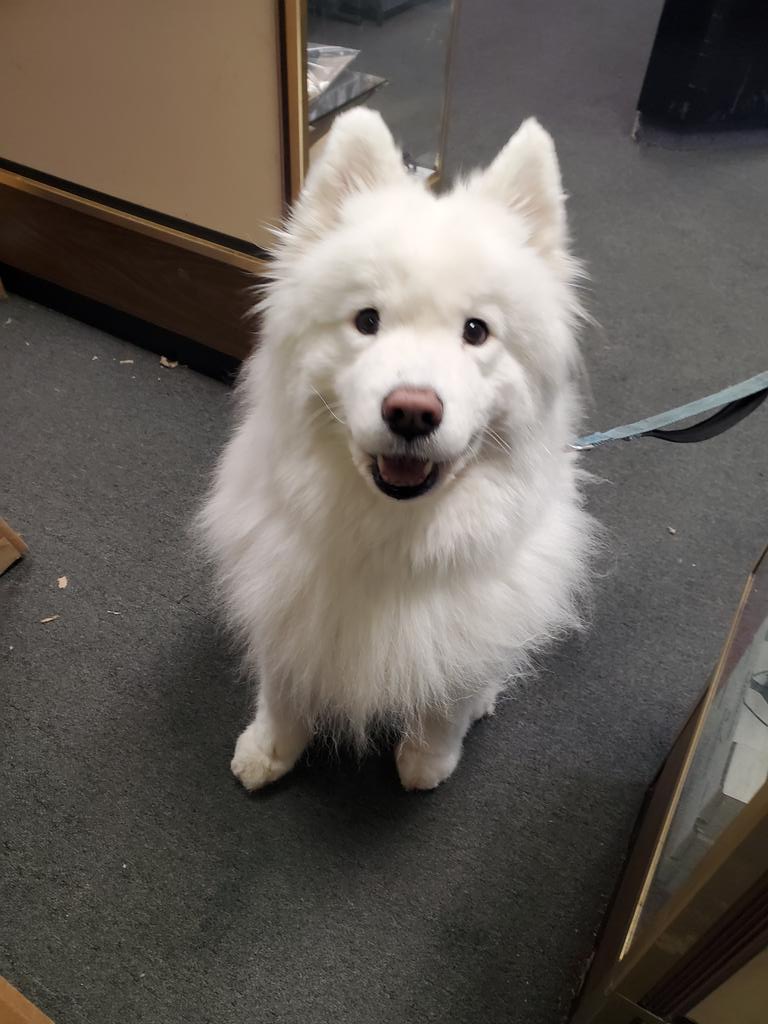 2ASales's tweet photo. Dogs of 2 A Sales https://t.co/KMPAciqzCK
