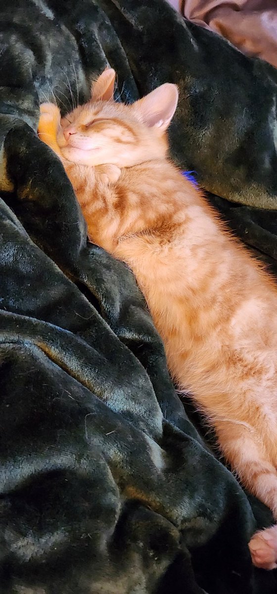 marchyluv63's tweet image. Photo de chat. #Reggie