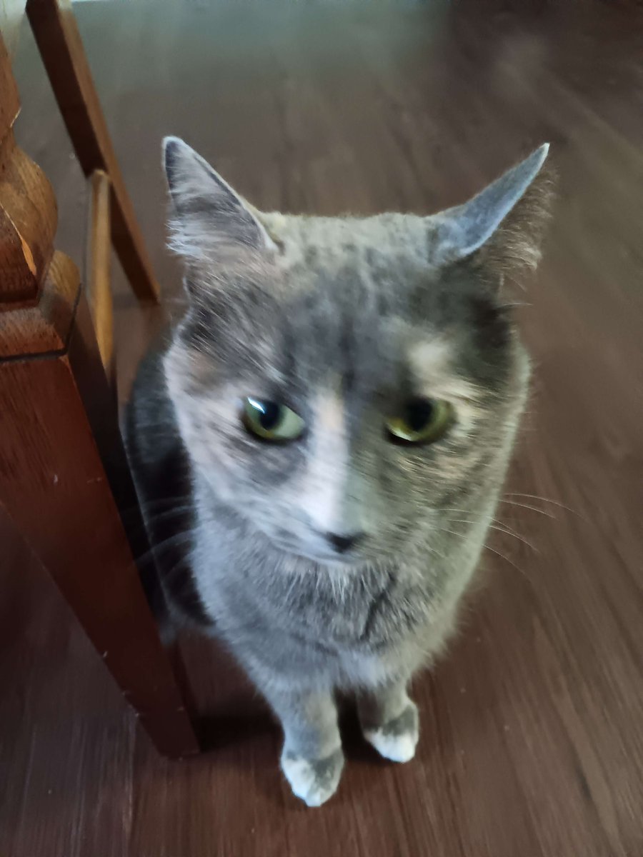 Nocaloriekitty's tweet photo. #promotwt #edtwt
︶⊹︶���୨୧︶︶⊹︶
reggie / regina 
she / they
tortie with a tude'
bmi 10
︶⊹︶︶୨୧︶︶⊹︶
rb or❤️ for moots https://t.co/cm9BtvvtuT
