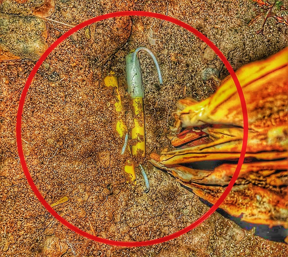 LimaRegion's tweet image. 🚨💪CAYERON CON DINAMITA EN FLAGRANCIA!!
#SJL l #PoliciaPeru  Capturan a  integrantes de la banda delincuencial "Los Injertos de Arriba Perú", incautándole artefactos explosivos ( dos petardos de dinamita) . Investiga Depincri SJL 1.
#Divreint
#Diveme
#Viral
#Seguridad
#limaperu