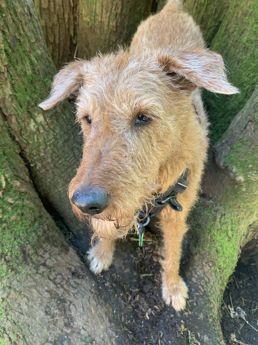 DublinIrishPup's tweet image. Mum’s jealous of me gorgeous #eyelashes 🤗❤️