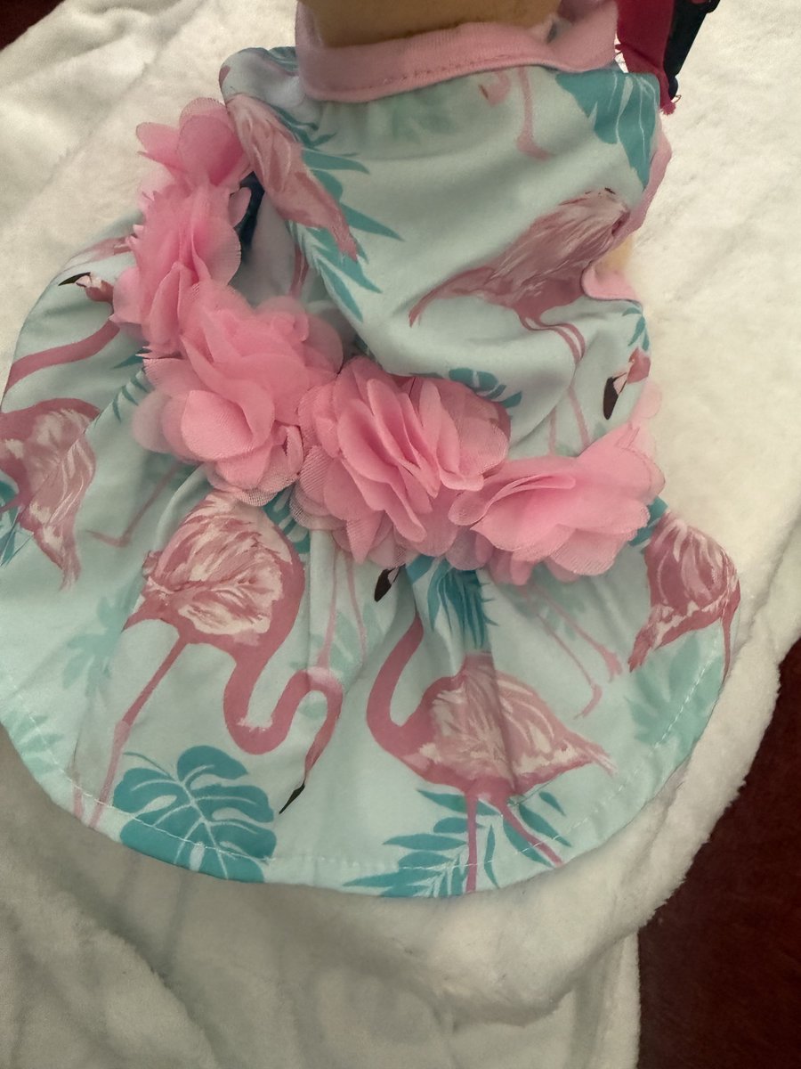 Mini_Tink_'s tweet image. My Flamingo Dress arrived! I can now twin with my Big Sister🩷
#minitink #dogsoftwitter #plushiesoftwitter