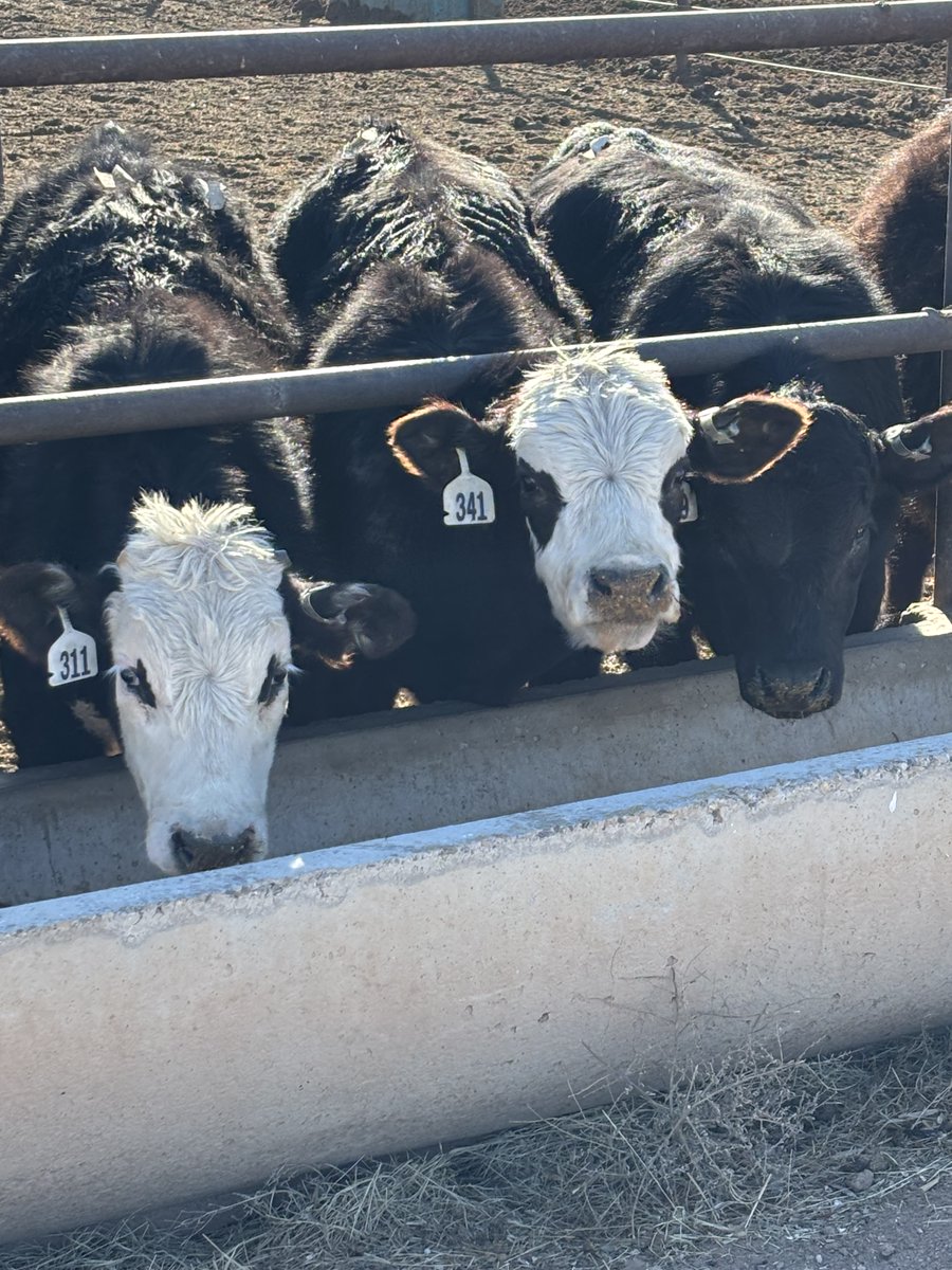 Add a checkweight for a lot and Redbook will automatically update your Average Daily Gains, Cost of Gains, and Conversions.