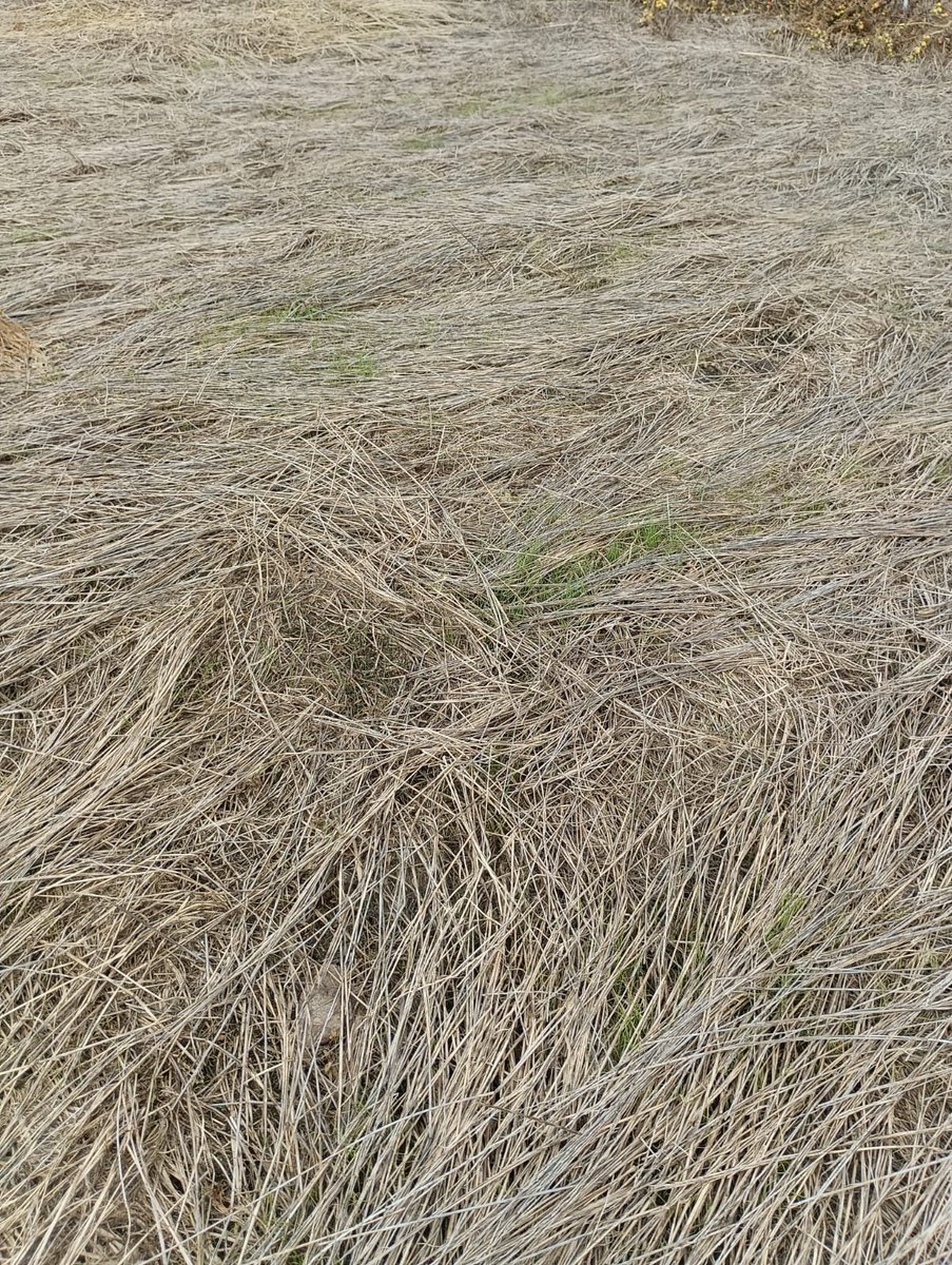 Pasture Genetics tweet media