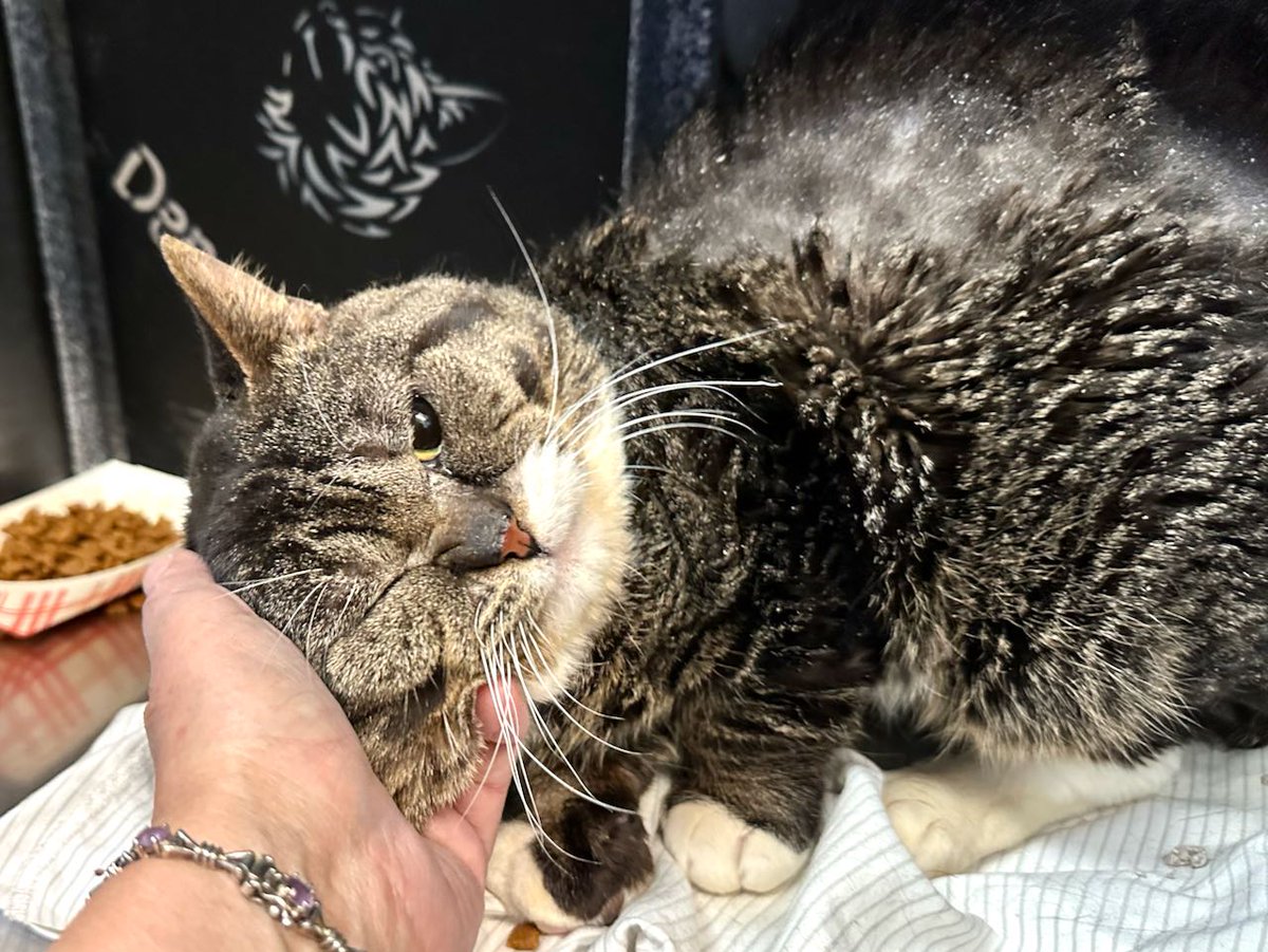 THERE ARE 36 ANIMALS ( 13 CATS &amp; 23 DOGS)  AT RISK FOR SATURDAY 03/08/25 DEADLINE IS NOON. PLEASE SHARE, FOSTER, ADOPT, TAG FRIENDS, POST TO SOCIAL MEDIA SITES, PLEDGE TO  HELP SAVE THEIR LIVES. NEW PHOTOS. newhope.shelterbuddy.com/animal/list