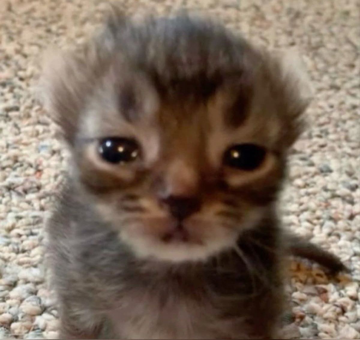 ninavitamina's tweet image. queria ser amiga de todas as mulheres da area tech do mundo