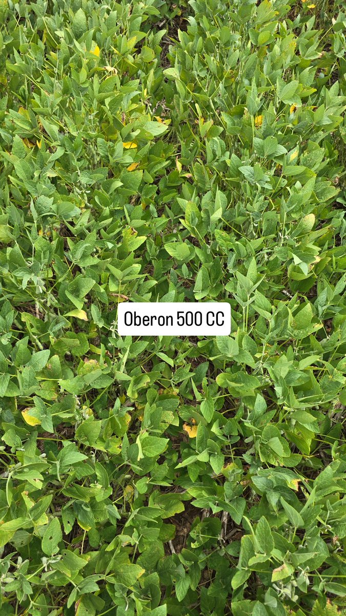 Hoy fui a recorrer un ensayo de Oberon en soja 🌱

Oberon (Espiromesifen) es el nuevo acaricida para el control de arañuela roja de Bayer.

Abro hilo con fotos del ensayo (21 días de aplicado) y características del producto 👇 

1 de 4