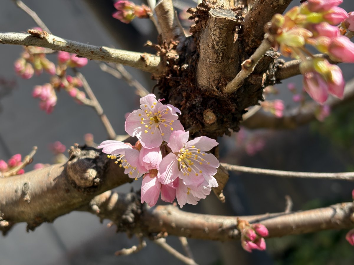 【桜花メジロ図】北上聖牛 2657 サクラに目白 春 掛け軸　肉筆 61n-fD0C-+L._AC_SY200_QL15_.jpg