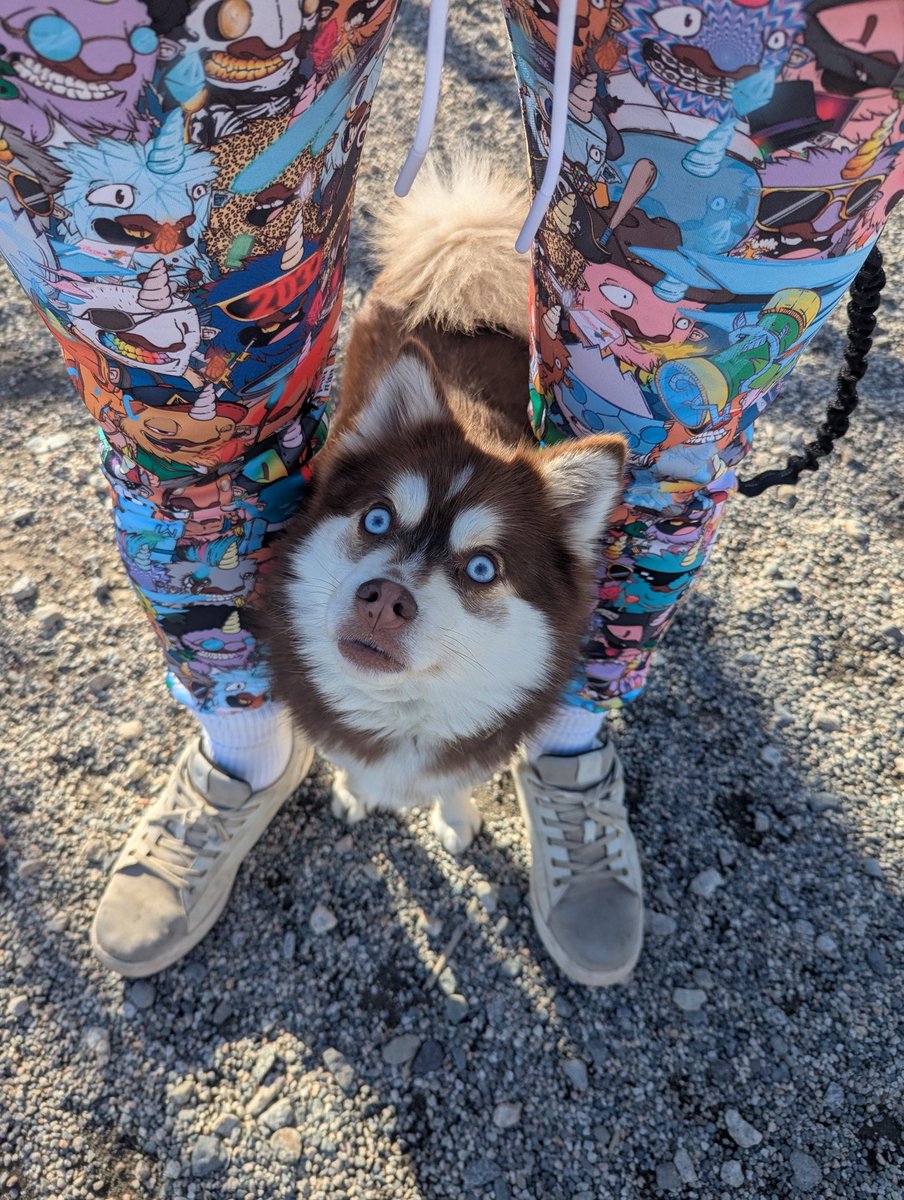 Pool (@partywithpool) on Twitter photo Looks like this dog is mesmerized by my sublimated Bufficorn joggers from <a href="/EthereumDenver/">ETHDenver ππ¦¬π¦</a> πππ
#pomsky #bufficorn #ethdenver #dogsofX #regenerate #buidl Looks like this dog is mesmerized by my sublimated Bufficorn joggers from <a href="/EthereumDenver/">ETHDenver ππ¦¬π¦</a> πππ
#pomsky #bufficorn #ethdenver #dogsofX #regenerate #buidl