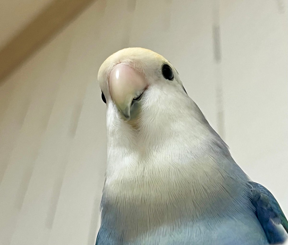 눈이 까마니까
동공 확장댄 상태인 걸 예전엔 못알아봣는데
이제 잘 보임 ㅠㅠ
이 사진 진자 동공개확장되고 너무 무섭다고 올렷는데
누가 페더스 맥그로 갓다고 해서 
그 표현 딱맘에들엇다
ㅈㄴ무서운… 앵무…..