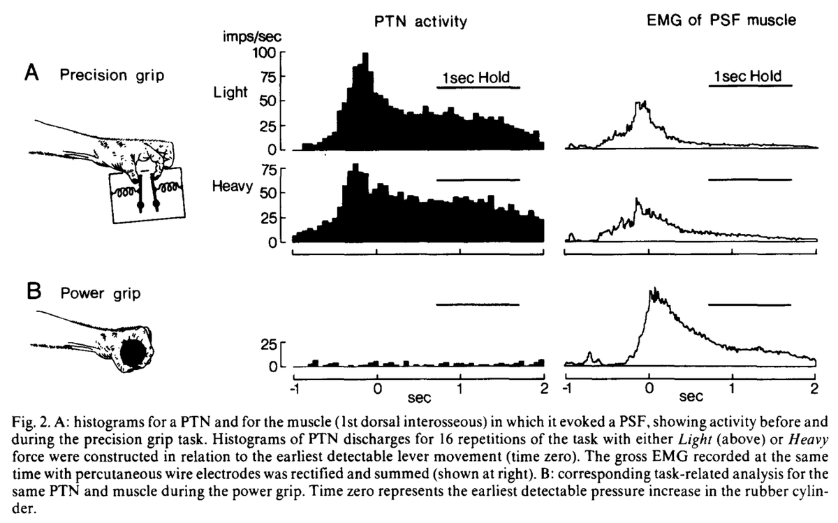 bsauerbrei1's tweet photo. A striking example of how the relationship between motor cortical discharge and EMG can depend on the task (even for CM cells). Might be interesting to test how the identification of output-potent / null subspaces with current methods generalizes across tasks.
(Muir &amp; Lemon, '83) https://t.co/P9NLMU3C2u