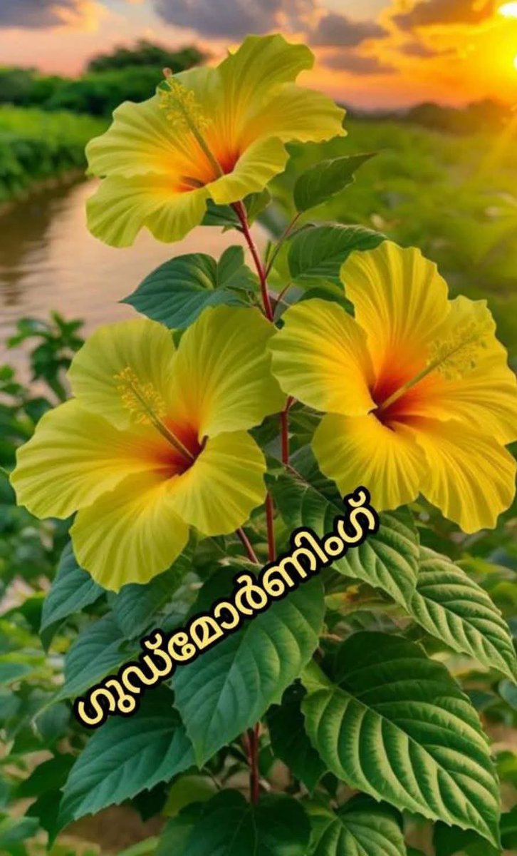 Good morning 🌄🌄🌄