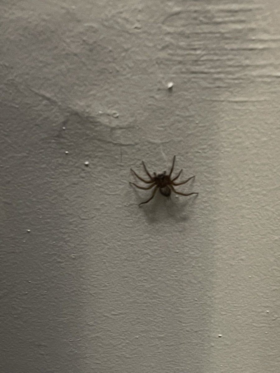 REVENANT tweet media