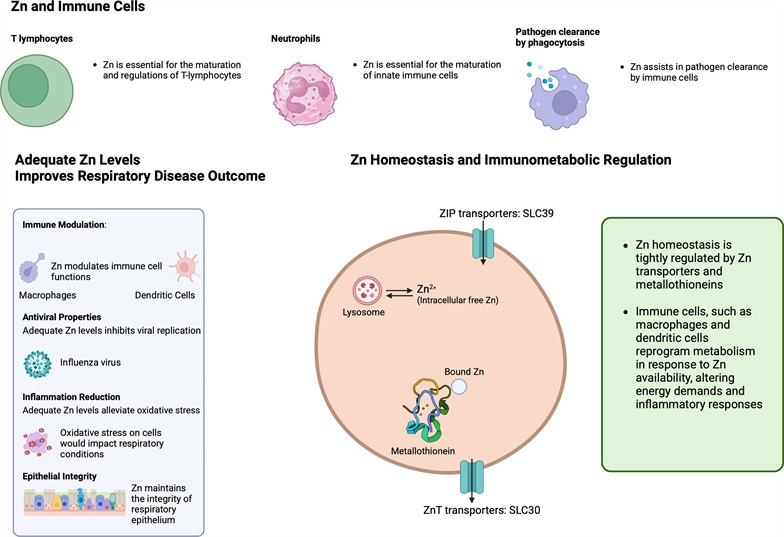Immunometaboli2's tweet image. Review "Impact of zinc on immunometabolism and its putative role on respiratory diseases" by Professor Alexander Panda at Tufts University School of Medicine journals.lww.com/immunometaboli…
