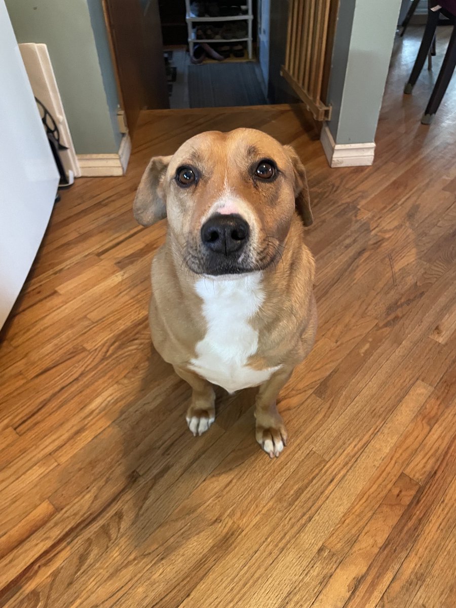 This here is Dumb Dumb. We reverse inherited her.